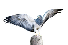 Aguja, A Bird In The Hawk Family Standing On A Dead Tree Stump With Spread Wings, About To Take Flight. Isolated On White. Clipping Path Included.