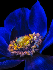 surrealistic dark blue anemone blossom, fine art still life floral macro of the inner of a single isolated wide open bloom with detailed texture on black background in vintage painting style