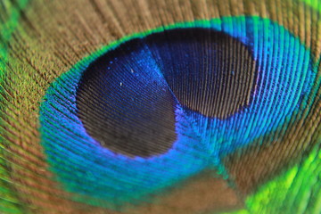 Wall Mural - peacock feather