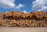 Fototapeta Natura - pile of wood logs and blue sky