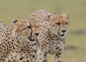 Sticker - Portrait of a cheetah