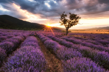 Wall Mural - lavender field at sunrise / stunning view with a beautiful lavender field at sunrise