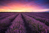 Fototapeta Krajobraz - Lavender field at sunrise / Stunning view with a beautiful lavender field at sunrise