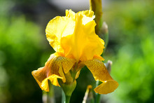 Country Life - Beautiful Yellow Iris Flower In The Garden, In The Rays Of The Bright Spring Sun.