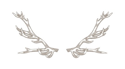 Detailed drawing of deer or reindeer antlers isolated on white background. Part of forest animal's body for protection. Monochrome realistic vector illustration in elegant woodcut style for logotype.