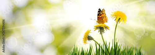 image of a flower and a butterfly in the summer garden Fototapete