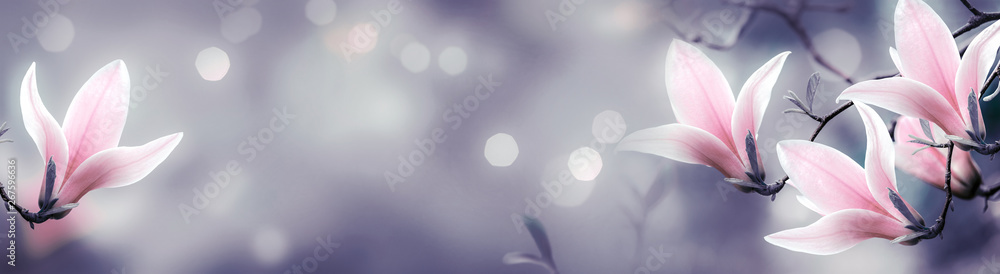 Mysterious spring background with blooming pink magnolia flowers and glowing bokeh - obrazy, fototapety, plakaty 