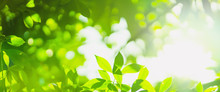 Earth Day And Freshness Environment Conversation Concept With Sunshine On Beauty Green Leaves In Springtime And Summer Season With Soft Focus And Bokeh Background