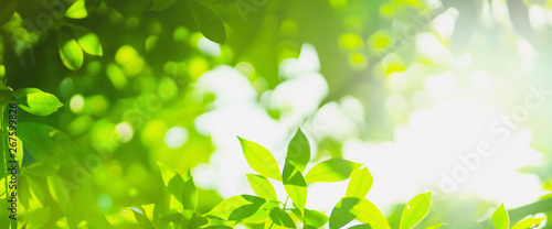 Cuadros en Lienzo earth day and freshness environment conversation concept with sunshine on beauty