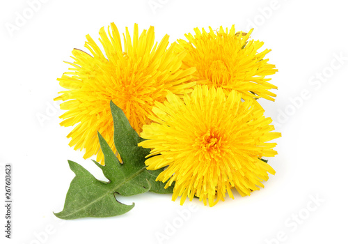 Yellow dandelions with dandelions leaf isolated closeup. Fototapete