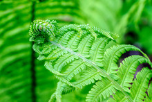 Beautiful Fern Leaves Green Foliage Natural Floral Fern Background In Sunlight