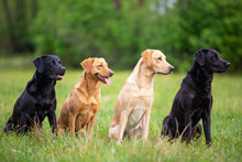 Four Labradors Retriver On A Spring Meadow. Small Depth Of Field
