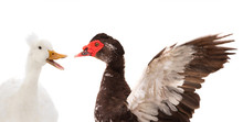 Portrait Duck And Cairina Moschata Duck Large Chocolate Male