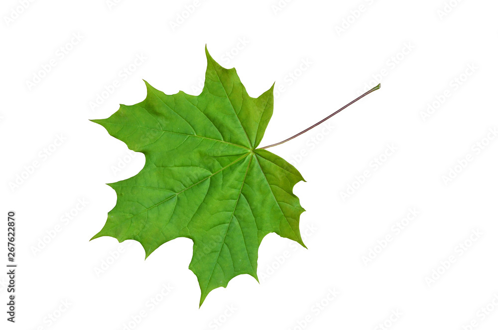 Young leaf of a maple. - obrazy, fototapety, plakaty 