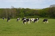 Rinder grasend auf der Weide im Frühling - Kuhherde