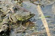 Green frog in the pond