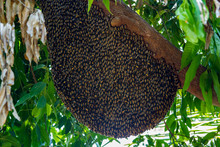 Big Bee Hive Honeycomb On Branch Of Tree In Nature