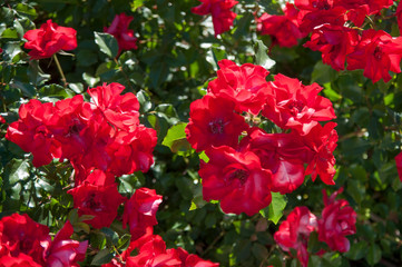 Wall Mural - rose Bush with many red flowers close up