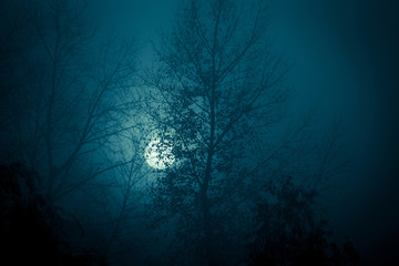 Night mysterious landscape in cold tones - silhouettes of the forest trees in front of the full moon and dramatic night sky.