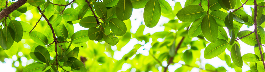 Backlit tree leaves in home flower garden on sunny day with white background.