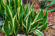 snake plant leaves in closeup in a tropical garden, very popular plant in horticulture, decorative garden and houseplants