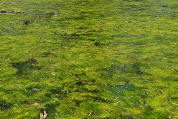 Closeup photograph of a particularly resilient algal bloom in a lake persisting through autumn. Fallen willow leaves dot the water surface. Taken in Leuven, Belgium.