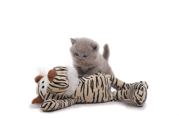 Wall Mural - Purple British kitten stands on a white background, defeated a toy tiger. Age 1 month.