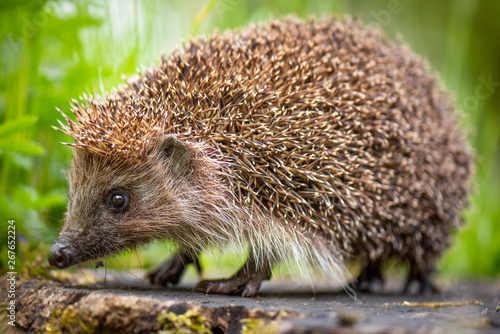 Cuadros en Lienzo Cute common hedgehog on a stump in spring or summer forest during dawn