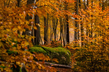 Сolorful autumn forest