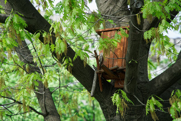 Feeding bird house, house bird feeder in the park on big tall tree