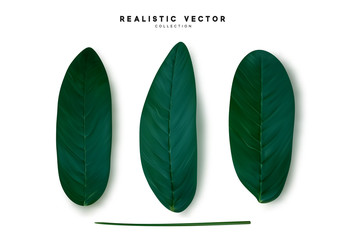 Wall Mural - leaves from the tree realistic design elements isolated on white background. leaf petals