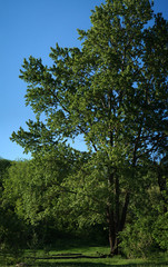 Wall Mural - Tree in the spring forest. Ecology concept