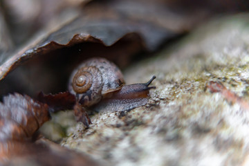 snail on a rock in the garden