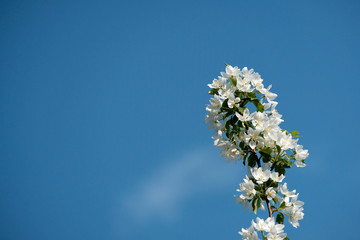 Beautiful flowering fruit trees. Blooming plant branches in spring warm bright sunny day. White tender flowers background.