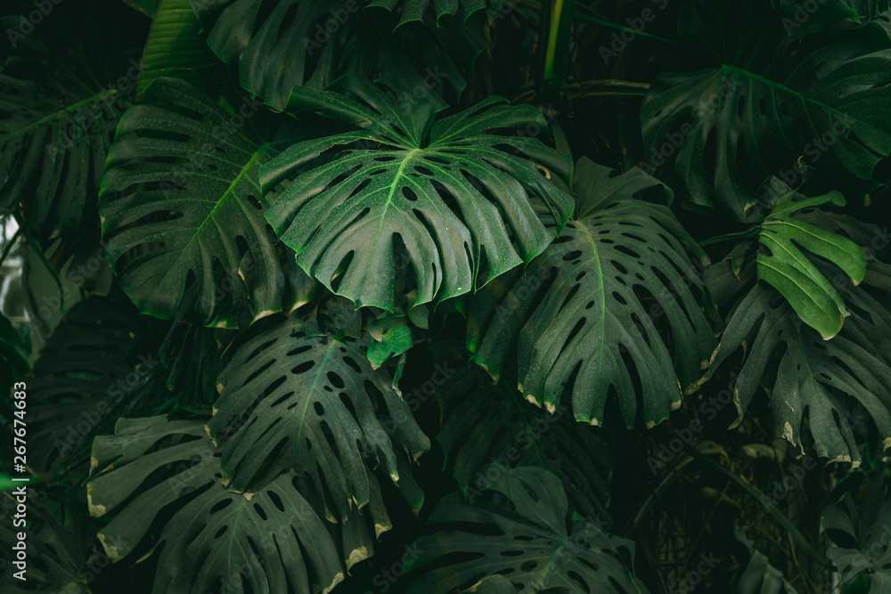 Monstera palm leaves background. The concept of tropics nature. - obrazy, fototapety, plakaty 