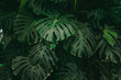 Monstera palm leaves background. The concept of tropics nature.