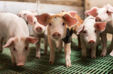 Wall Mural - Piglets playing in barn