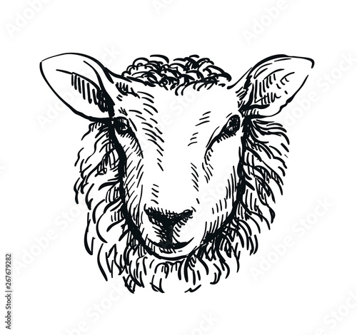 drawing of sheep's head in full face on white background