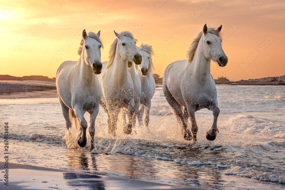 White horses in Camargue, France. - obrazy, fototapety, plakaty 