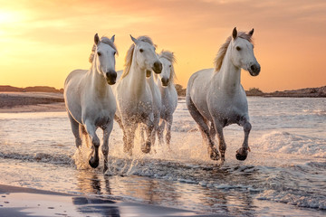  Biali konie w Camargue, Francja.