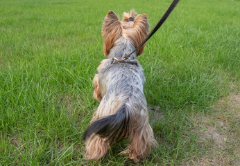 rear view of yorkshore terrier dog