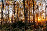 Fototapeta Las - Rays of the setting sun make their way through the thinned autumn forest