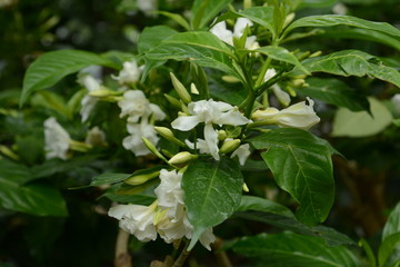 Wall Mural - Crape jasmine flowers / Tabernaemontana divaricata