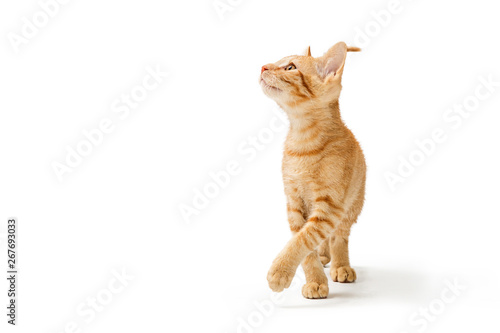 Cute Orange Kitten Walking Looking Up Side © adogslifephoto