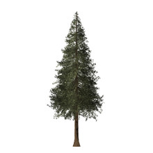 Redwood Tree Graphic Picture. Chrismas Tree Three-dimensional Light And Shadow Design. For Decorating The Garden And Forest.