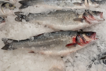 Two carcasses of raw sea Bass fish lie on the ice. Horizontal photo format