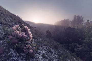 Wall Mural - sunrise over hills with fog