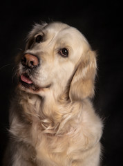 Wall Mural - Beautiful 3 years old golden retriever