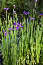 Closeup Portrait Of Purple Louisiana Iris Flowers Growing In Dark Bayou Swamp Water Background 