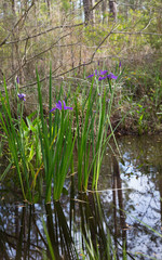 Wall Mural - Purple iris flowers growing wild in Louisiana bayou swamp water